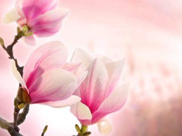 Mieux comprendre la migraine